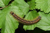 Malacosoma neustria