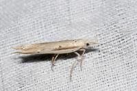 Ypsolopha mucronella