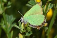 Callophrys rubi