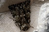Acronicta rumicis
