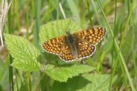 Melitaea cinxia
