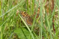 Melitaea phoebe