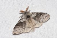Calliteara pudibunda