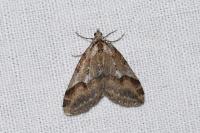 Chesias rufata