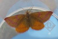 Lythria purpuraria