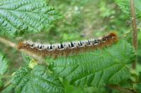 Lasiocampa quercus