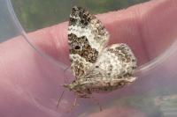 Epirrhoe alternata