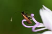 Cauchas rufimitrella