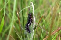 Euphydryas aurinia