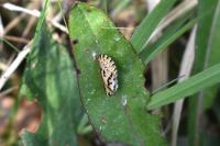 Euphydryas aurinia