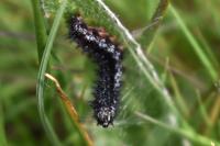 Euphydryas aurinia