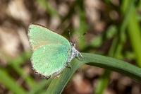 Callophrys rubi