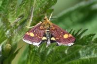 Pyrausta aurata