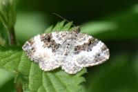 Epirrhoe alternata