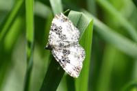 Epirrhoe alternata