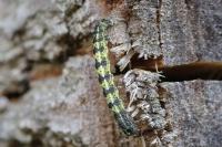 Agriopis leucophaearia