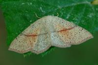 Cyclophora punctaria
