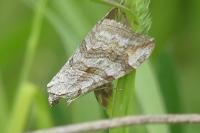 Aplocera plagiata