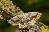 Cyclophora annularia