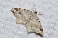 Macaria alternata