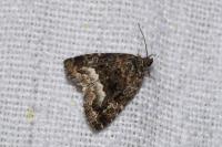 Deltote pygarga
