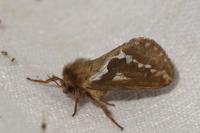 Korscheltellus lupulinus