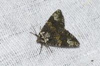 Craniophora ligustri
