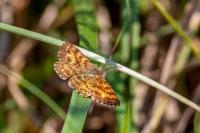 Ematurga atomaria