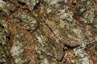 Peridea anceps