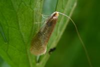 Nematopogon swammerdamella