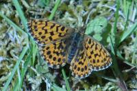 Boloria dia