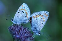 Aricia agestis