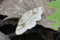 Adactylotis contaminaria