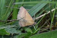 Phytometra viridaria