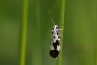 Ethmia quadrillella