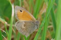 Coenonympha pamphilus