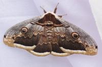 Saturnia pyri