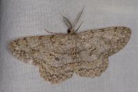 Hypomecis punctinalis