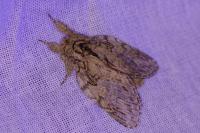 Peridea anceps