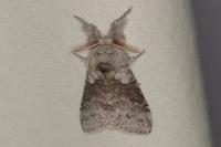 Calliteara pudibunda