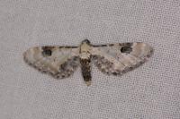 Eupithecia centaureata