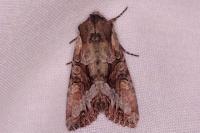 Lacanobia w-latinum