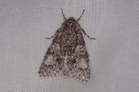 Acronicta megacephala