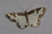 Lomaspilis marginata