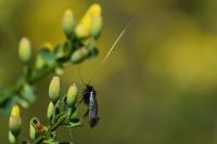 Adela reaumurella