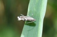 Glyphipterix simpliciella