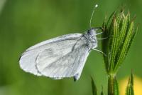 Leptidea sinapis