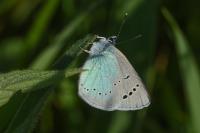 Glaucopsyche alexis
