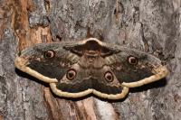 Saturnia pyri