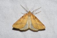Aspitates ochrearia